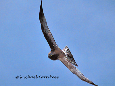 Northern Harrier (Circus hudsonius)